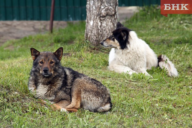 В Усинске отказываются ловить бродячих собак 