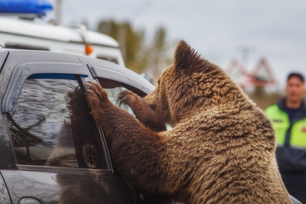 В Печоре на медведей начали устраивать засады