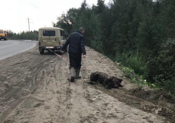 Под Усинском убили обитавшего на трассе медвежонка