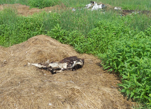 В Прилузье ООО «Южное» оштрафовали за «кладбище коров» и горы навоза