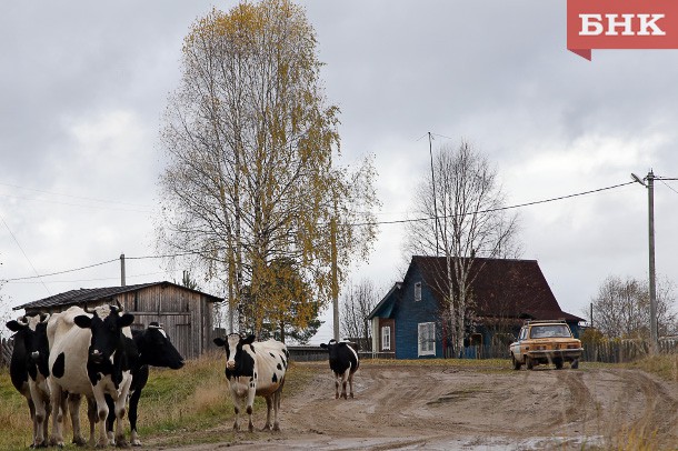 В Койгородском районе автомобиль задавил трех коров на трассе