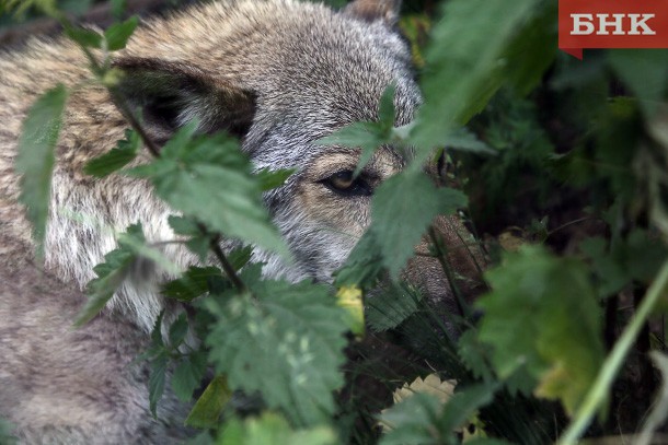 С начала года в Коми отстреляли 9% популяции волков