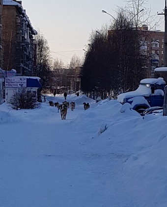 Ухту терроризируют бродячие собаки