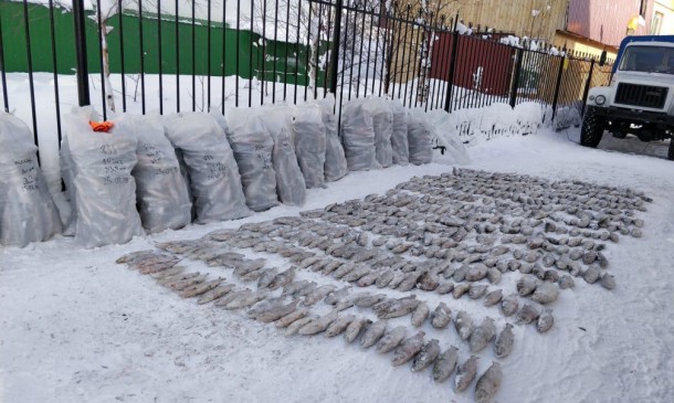 Предприниматель из Коми заказал тонну подозрительной рыбы в мешках