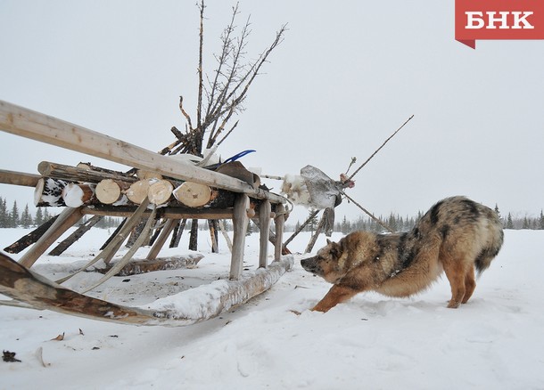 На Ижме выберут лучших в национальных видах спорта