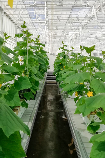 ogurcy_3.jpg ogurcy_3.jpg