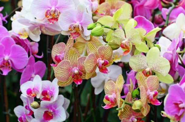 Орхидея в доме. Как выбрать?