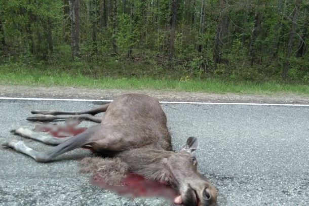 Ð� Ð�Ð¾Ð¼Ð¸ Ð²Ð¾Ð´Ð¸Ñ�ÐµÐ»Ñ� Ð¾Ñ�Ñ�Ð°Ð²Ð¸Ð» Ñ�Ð¸Ñ�Ð¾Ñ�Ð¾Ð¹ Ð»Ð¾Ñ�ÐµÐ½ÐºÐ°