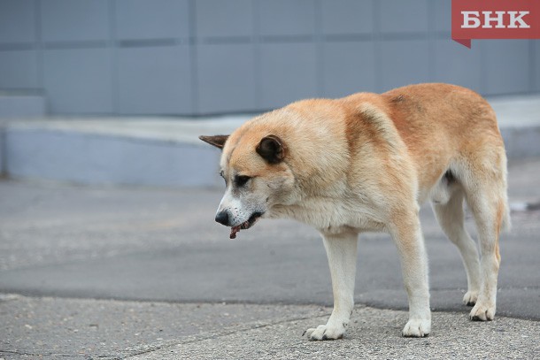 В Воркуте до конца года собираются отловить 40 бездомных собак